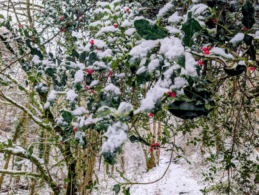 Snow covered holly tree with red berries in Capel Iwan, near Newcastle Emlyn, in West Wales on a snowy morning in January, illustrating BCC IT's December 2025 Insight after heavy snowfall.
