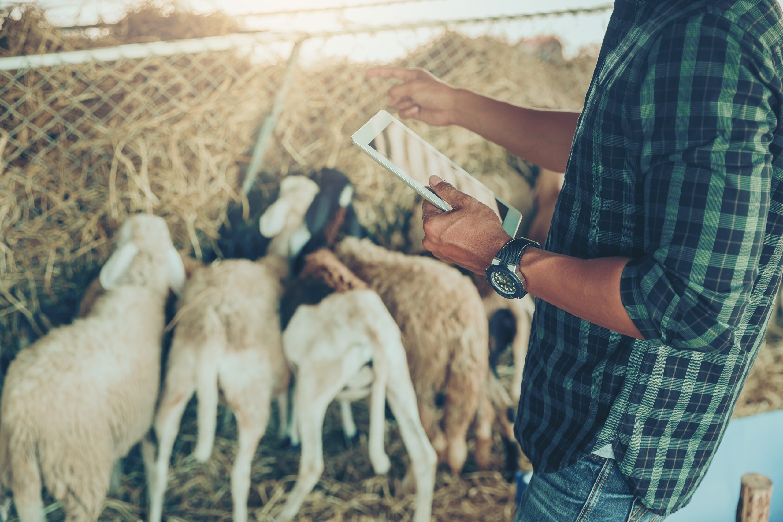 Stock image used to depict a farmer using digital technology in a lambing barn in rural Wales, supported by reliable IT infrastructure and monitoring systems.
