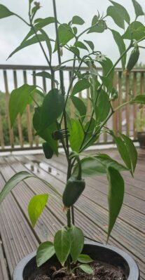 Chilli plants shared in the BCC IT office, showing summer spirit, team wellbeing and workplace life during a month focused on managed IT support, business continuity and secure connected working.