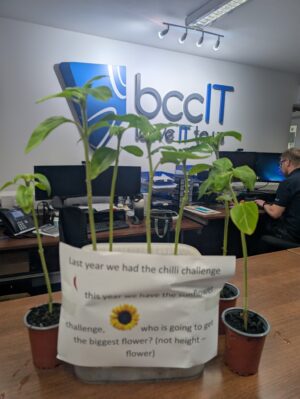 Sunflowers in the BCC IT office, showing summer spirit, team wellbeing and workplace life during a month focused on managed IT support, business continuity and secure connected working.